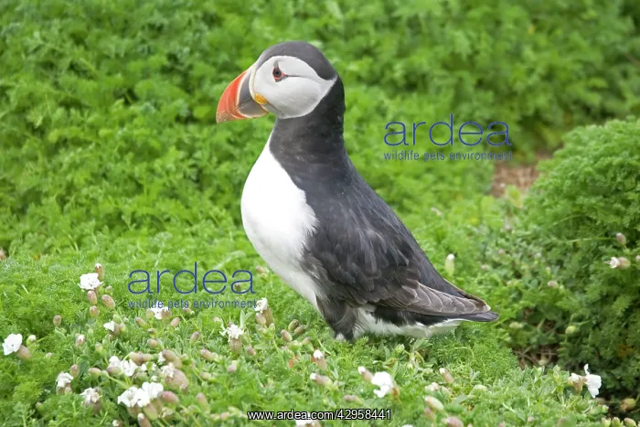 : Puffin (Fratercula artica). Skomer Island Pembrokeshire West Wales UK : Puffin (Fratercula artica). Skomer Island Pembrokeshire West Wales UK
