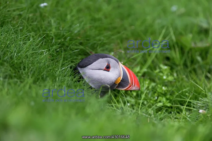 : Puffin coming out of its burrow. Shetland Islands, UK : Puffin coming out of its burrow. Shetland Islands, UK