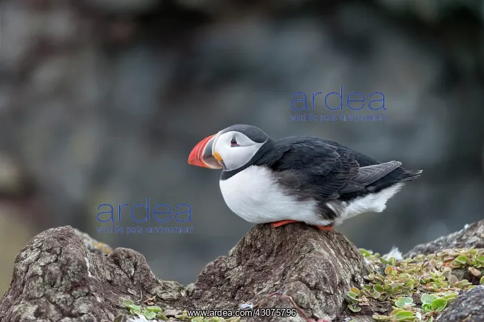 : Puffin (Fratercula arctica) resting on Guano : Puffin (Fratercula arctica) resting on Guano