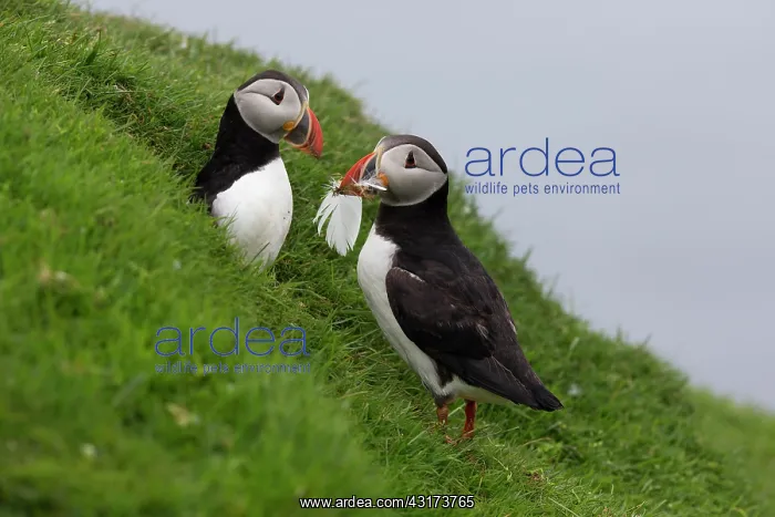 : Puffin (Fratercula) pair collecting nesting materials, Scotland, Shetland Islands : Puffin (Fratercula) pair collecting nesting materials, Scotland, Shetland Islands