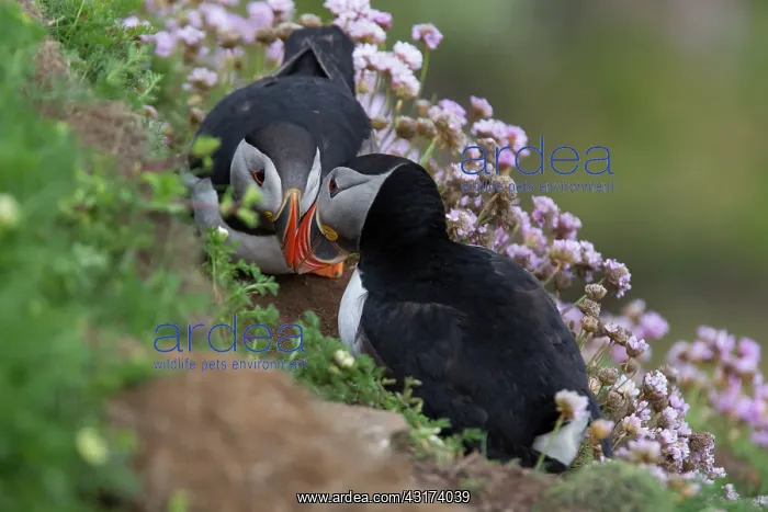 : Puffin, Fratercula pair greeting during breeding season in nesting colony : Puffin, Fratercula pair greeting during breeding season in nesting colony