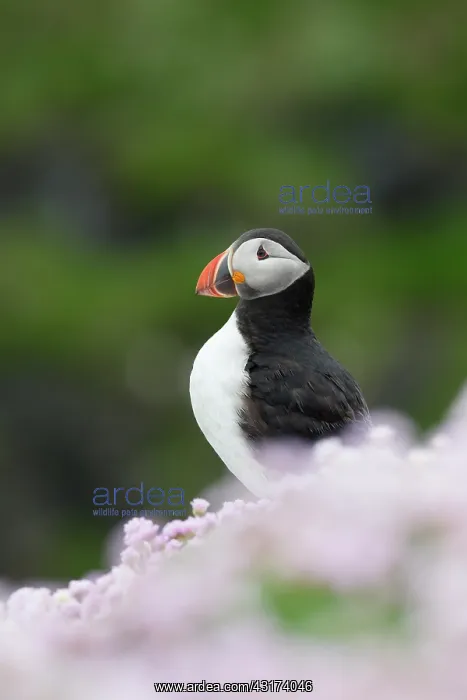 : Puffin, Fratercula in sea of pink sea thrift, Scotland, Shetland Islands : Puffin, Fratercula in sea of pink sea thrift, Scotland, Shetland Islands