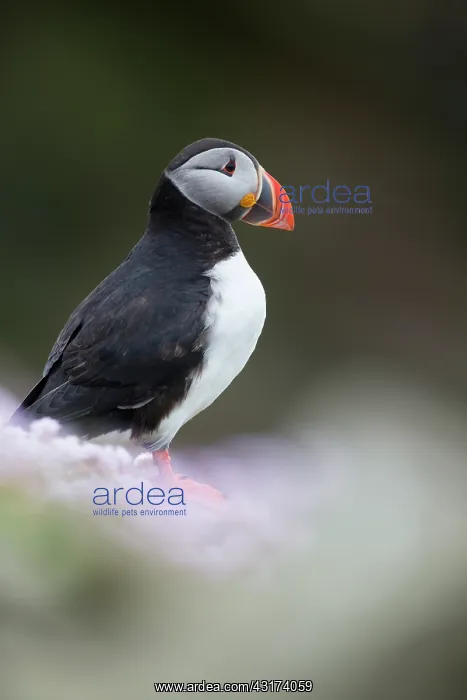 : Puffin, Fratercula looking out to sea in pink sea thrift during breeding season : Puffin, Fratercula looking out to sea in pink sea thrift during breeding season