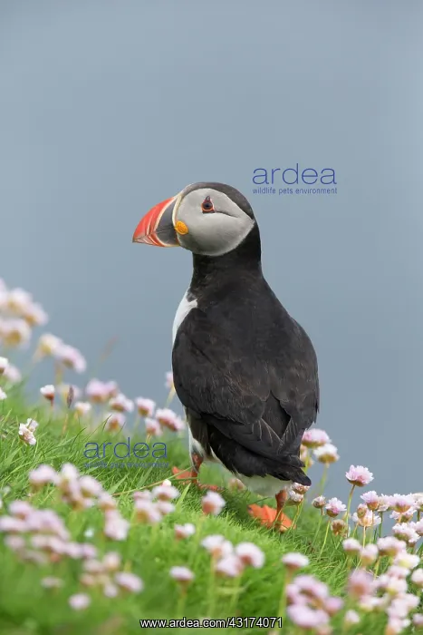 : Puffin (Fratercula) in pink sea thrift on cliff tops during breeding season : Puffin (Fratercula) in pink sea thrift on cliff tops during breeding season