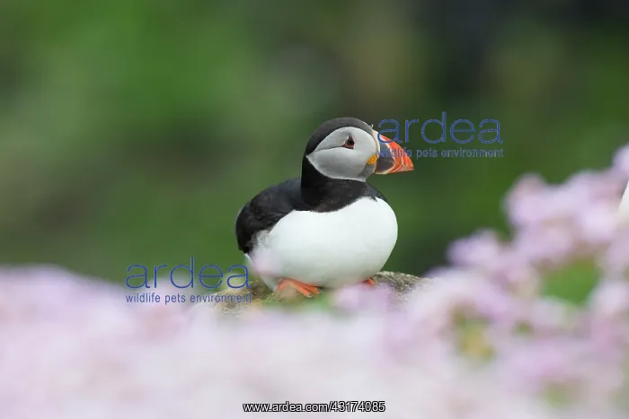 : Puffin, Fratercula in sea of pink sea thrift during breeding season : Puffin, Fratercula in sea of pink sea thrift during breeding season