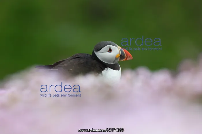 : Puffin, Fratercula in sea of pink sea thrift during breeding season : Puffin, Fratercula in sea of pink sea thrift during breeding season
