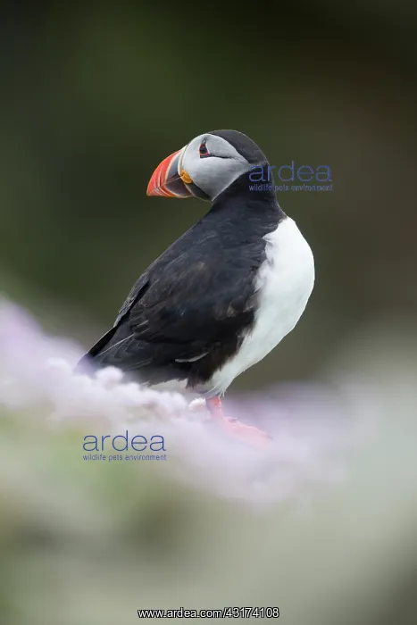 : Puffin (Fratercula) looking over its shoulder in pink sea thrift during : Puffin (Fratercula) looking over its shoulder in pink sea thrift during