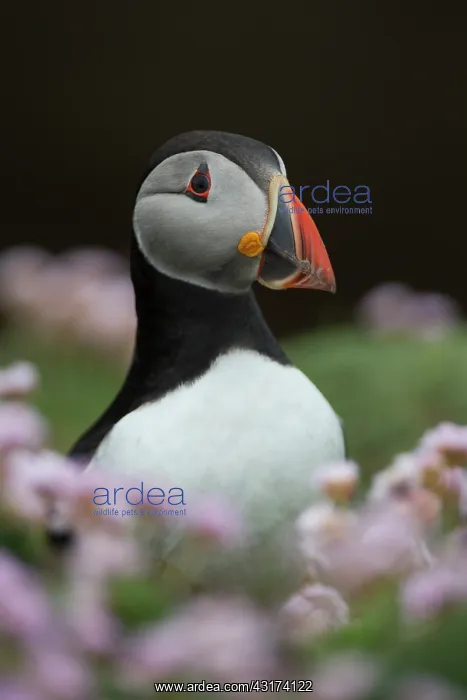 : Puffin, Fratercula portrait in pink sea thrift on cliff tops during breeding season : Puffin, Fratercula portrait in pink sea thrift on cliff tops during breeding season
