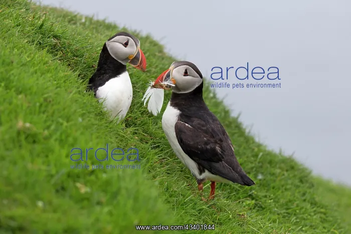 : Puffin collecting nesting materials. Shetland Islands, UK : Puffin collecting nesting materials. Shetland Islands, UK