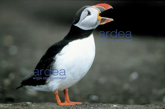 : PUFFIN - Adult bird calling : PUFFIN - Adult bird calling