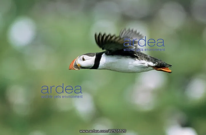 : PUFFIN - Adult bird flying : PUFFIN - Adult bird flying