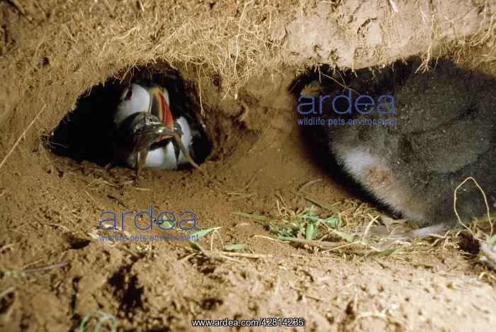 : Puffin - adult bringing fish to chick inside burrow : Puffin - adult bringing fish to chick inside burrow