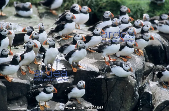: PUFFIN - Birds resting on cliff top : PUFFIN - Birds resting on cliff top