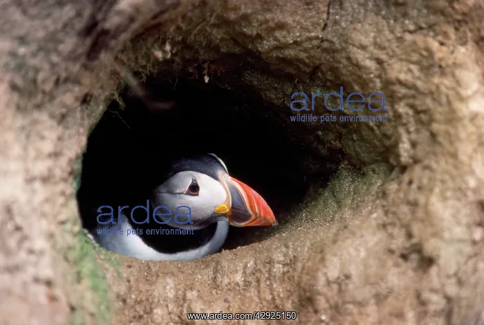  : Puffin - in burrow