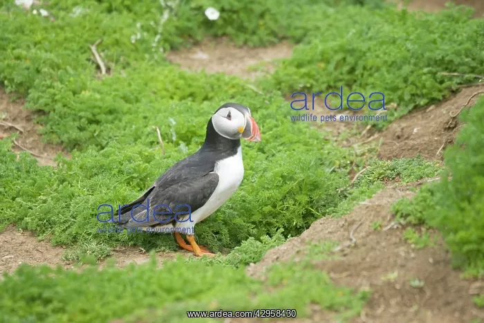 : Puffin - by burrow : Puffin - by burrow