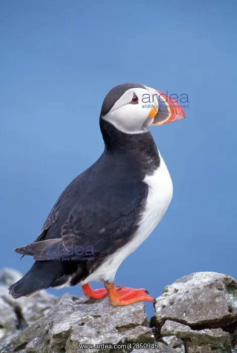 : PUFFIN - C / U STANDING ON ROCK : PUFFIN - C / U STANDING ON ROCK