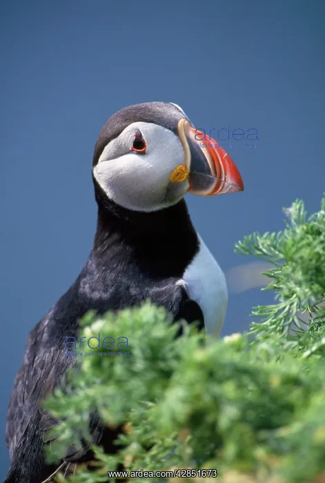 : PUFFIN - C / U SIDE VIEW : PUFFIN - C / U SIDE VIEW