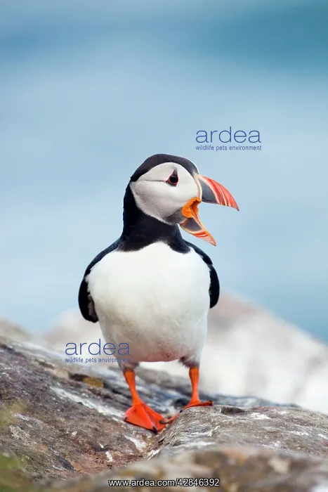 : Puffin - calling : Puffin - calling