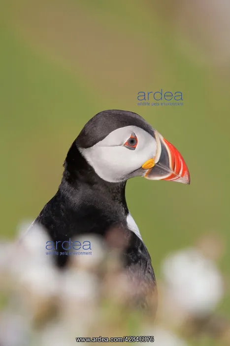 : Puffin - in campion : Puffin - in campion