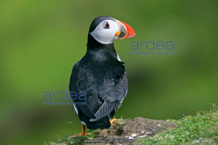 : Puffin - on cliff edge : Puffin - on cliff edge