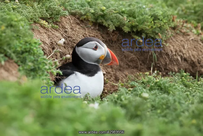 : Puffin - coming out of burrow and checking for predators : Puffin - coming out of burrow and checking for predators
