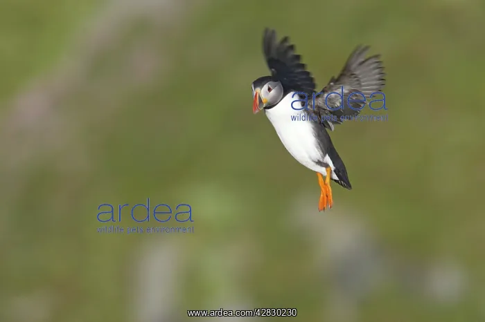 : Puffin - coming in to land on breeding cliffs : Puffin - coming in to land on breeding cliffs
