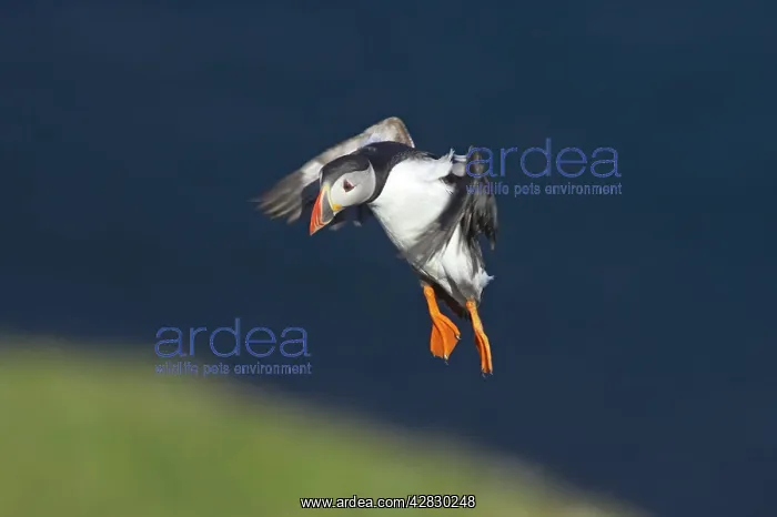: Puffin - coming in to land on breeding cliffs : Puffin - coming in to land on breeding cliffs
