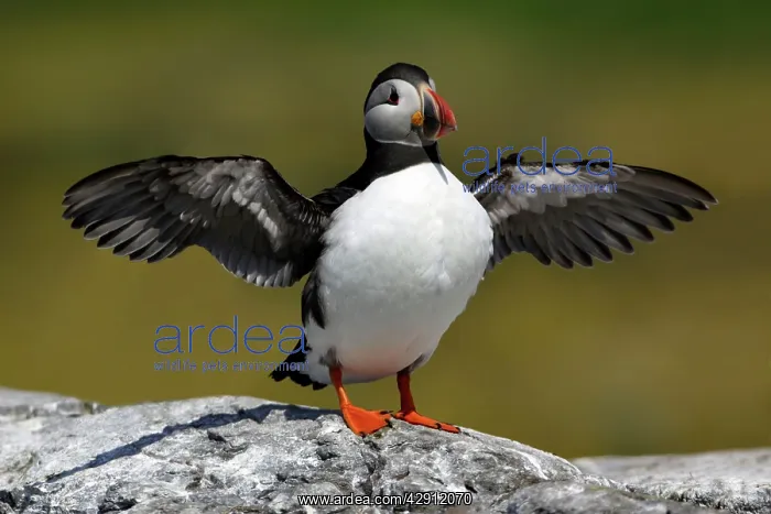 : Puffin drying its wings : Puffin drying its wings
