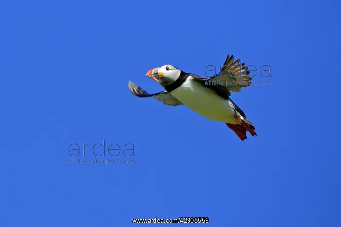 : Puffin - in flight : Puffin - in flight