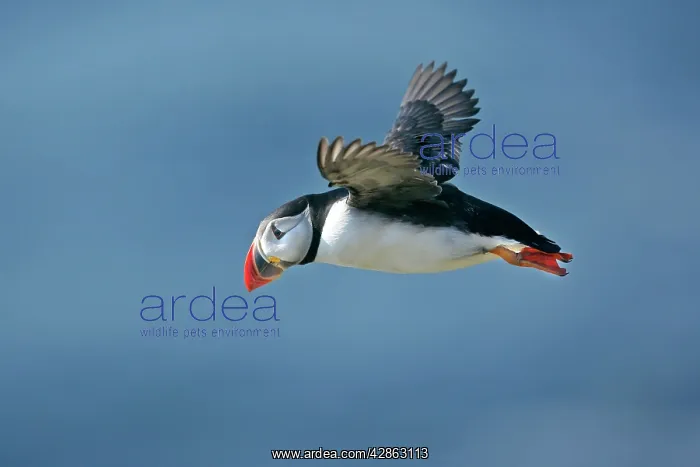 : Puffin - in flight against blue sky : Puffin - in flight against blue sky