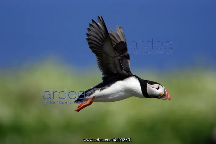 : Puffin - in flight, Farne Isles : Puffin - in flight, Farne Isles