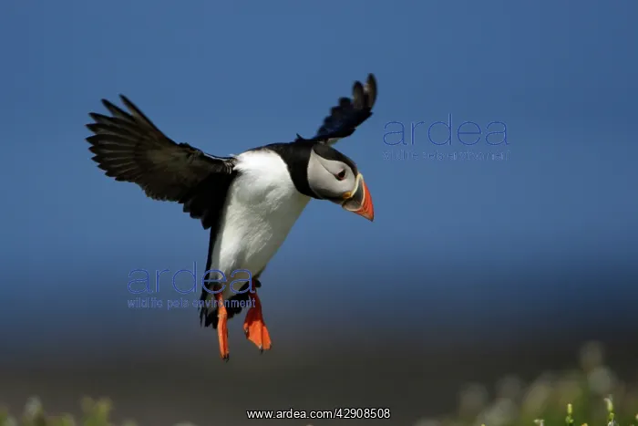  : Puffin - in flight about to land