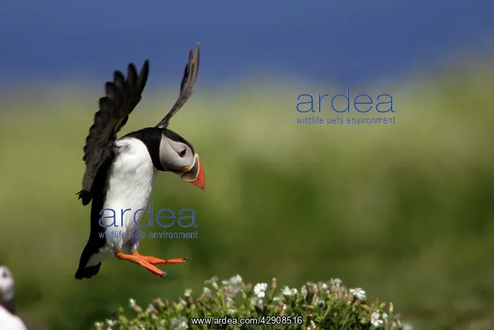 : Puffin - in flight about to land : Puffin - in flight about to land