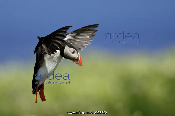 : Puffin - in flight about to land : Puffin - in flight about to land
