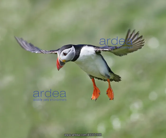 : Puffin - in flight - landing : Puffin - in flight - landing