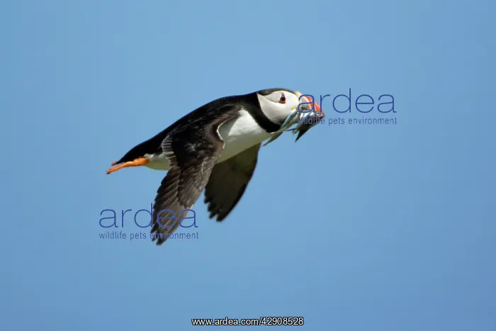 : Puffin - in flight with sandeels in beak : Puffin - in flight with sandeels in beak