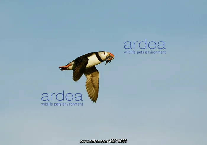  : Puffin - in flight - on its way to burrow with