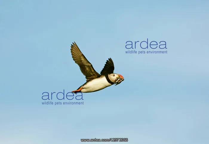  : Puffin - in flight - on its way to burrow with