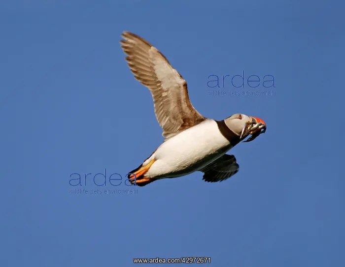 : Puffin - in flight - on its way to burrow with : Puffin - in flight - on its way to burrow with