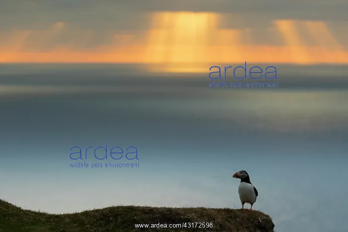 : Puffin (Fratecula arctica) Puffin at sunset, Hermaness : Puffin (Fratecula arctica) Puffin at sunset, Hermaness