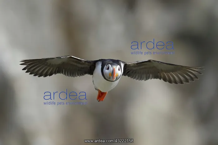 : Puffin (Fratercula arctica), approaching, Horn&, xe61b20;Vard : Puffin (Fratercula arctica), approaching, Horn&, xe61b20;Vard