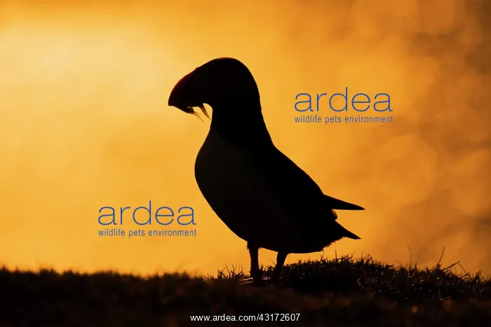 : Puffin (Fratercula arctica) Bird silhouette at sunset : Puffin (Fratercula arctica) Bird silhouette at sunset