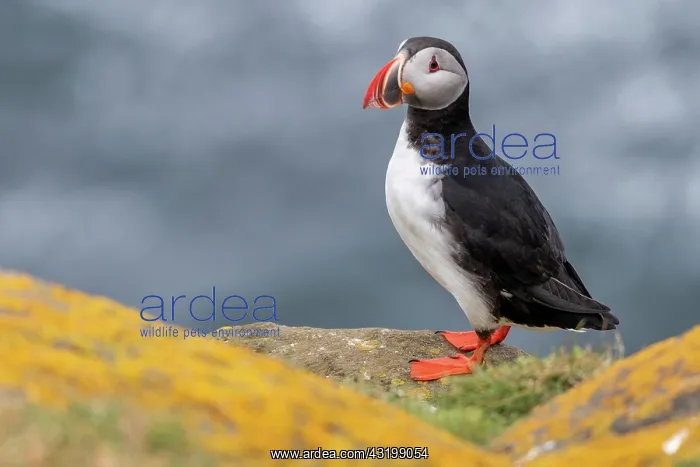 : Puffin (Fratercula arctica) on a cliff above the : Puffin (Fratercula arctica) on a cliff above the