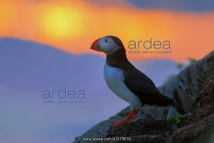 : Puffin (Fratercula arctica), evening light, Horncya : Puffin (Fratercula arctica), evening light, Horncya
