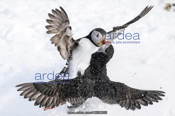 : Two puffin (Fratercula arctica) fighting in the : Two puffin (Fratercula arctica) fighting in the