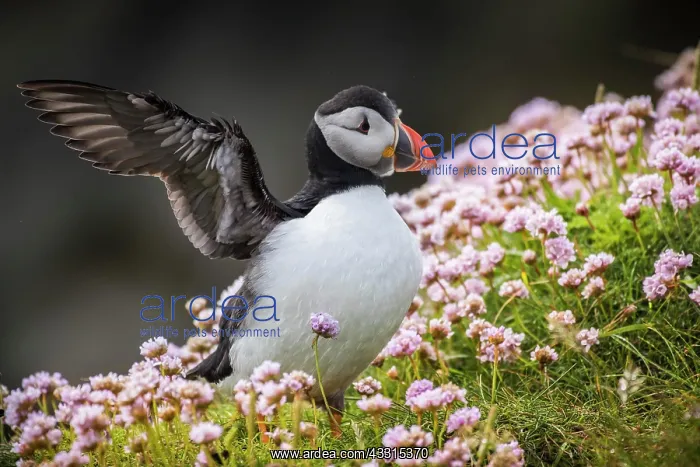 : Puffin (Fratercula arctica) flapping its wings : Puffin (Fratercula arctica) flapping its wings