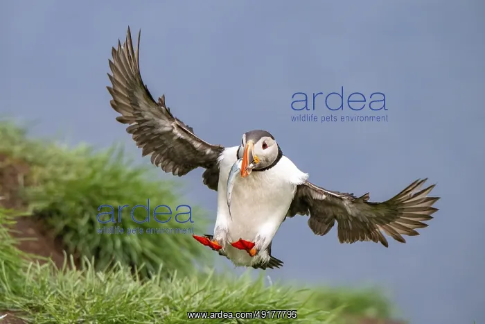 : Puffin (Fratercula arctica) in flight with fish in its beak : Puffin (Fratercula arctica) in flight with fish in its beak