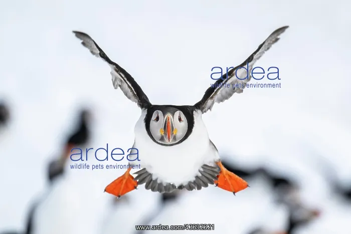 : Puffin (Fratercula arctica) in flight, Hornoya Island : Puffin (Fratercula arctica) in flight, Hornoya Island
