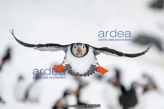 : Puffin (Fratercula arctica) in flight, Hornoya Island : Puffin (Fratercula arctica) in flight, Hornoya Island
