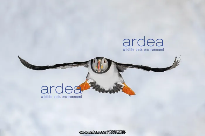 : Puffin (Fratercula arctica) in flight, Hornoya Island : Puffin (Fratercula arctica) in flight, Hornoya Island